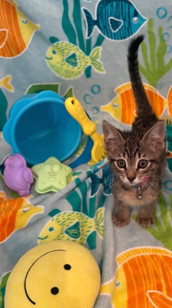 A baby medium-sized female Tabby cat named Avery for adoption in San Antonio, TX