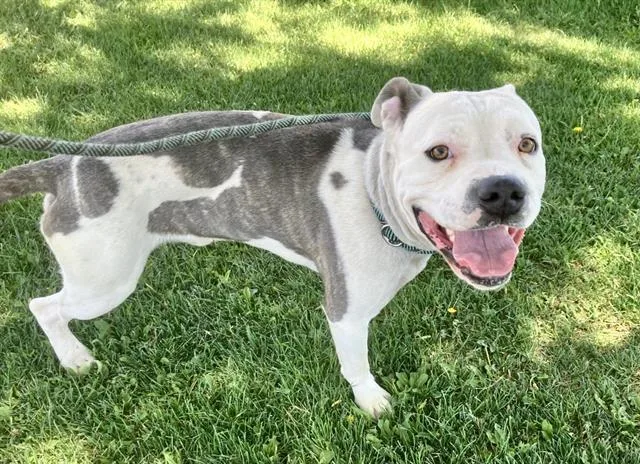 A young large-sized male Pit Bull Terrier dog named Baca for adoption in Albuquerque, NM