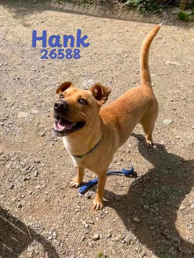 Hank thumbnail 2