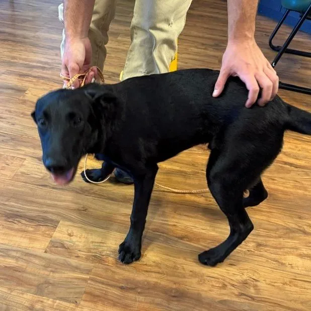A young medium-sized male Black Labrador Retriever dog named Julian for adoption in Grass Valley, CA