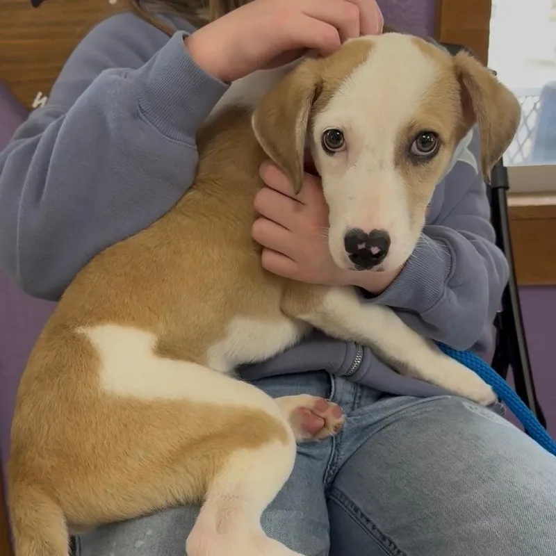 A baby small-sized male White / Cream Labrador Retriever dog named Chance for adoption in Weatherford, TX