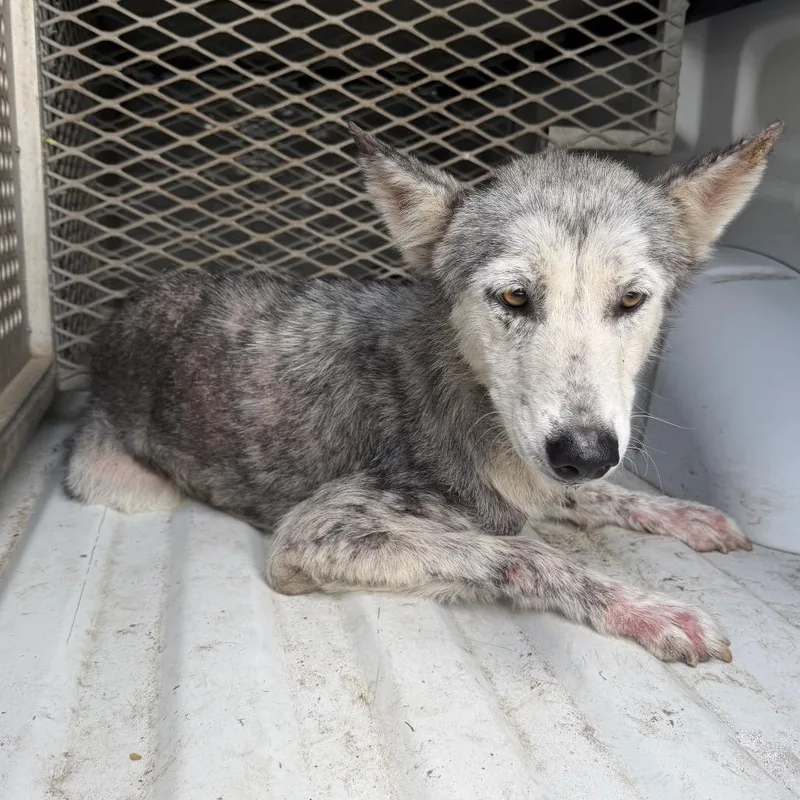 An adult medium-sized female Black Husky dog named Coralina for adoption in Edinburg, TX