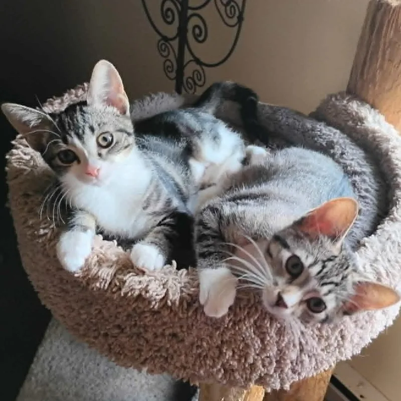 A baby medium-sized female Tabby (Brown / Chocolate) Domestic Short Hair cat named Sprout and Sweet Pea for adoption in Watertown, WI