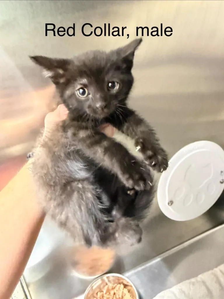 A baby small-sized male Domestic Short Hair cat named Tobin for adoption in Glenfield, NY