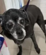 A senior small-sized male Black Pug dog named Mojo for adoption in Edgewood, NM