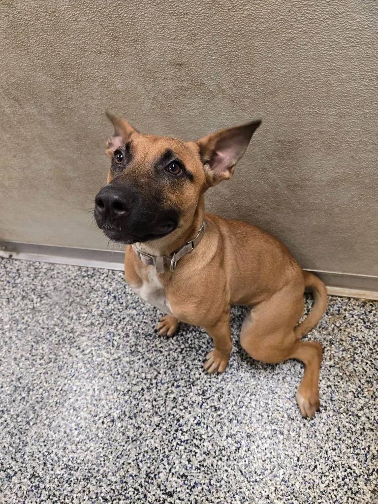 Nova