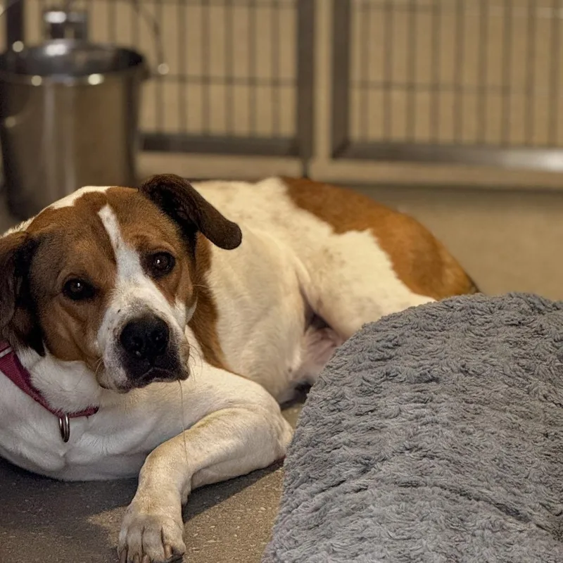 An adult medium-sized male White / Cream Mixed Breed dog named Pee Wee for adoption in Bradenton, FL