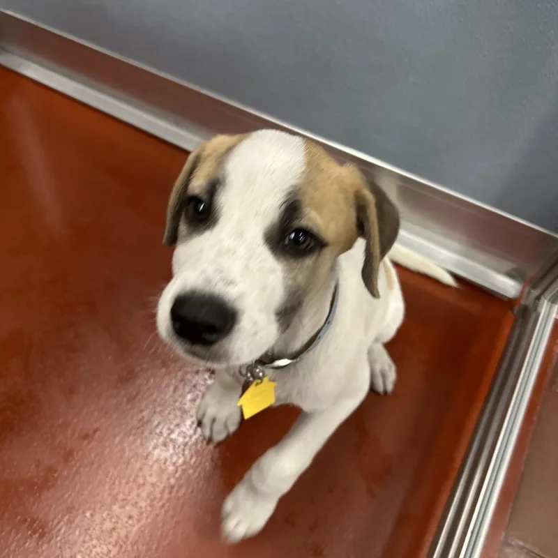 A baby small-sized male Anatolian Shepherd dog named R Nathan for adoption in Port Washington, NY