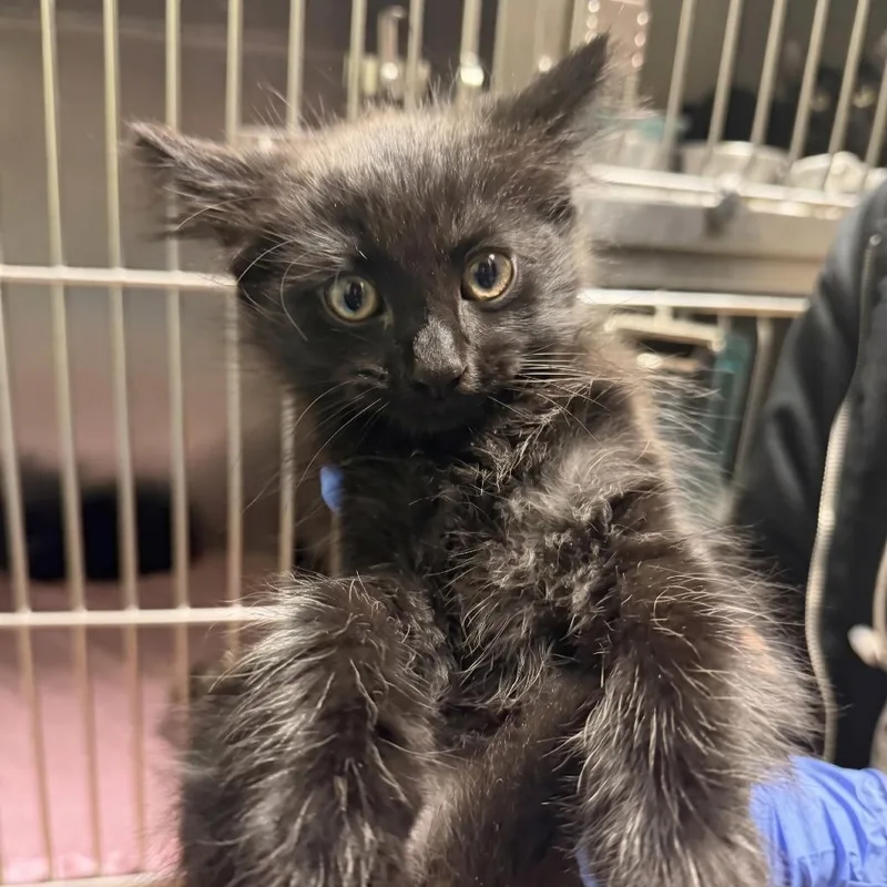 A baby small-sized male Black Domestic Medium Hair cat named Benz for adoption in Webster, TX