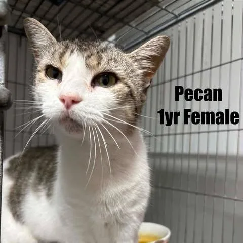 A young small-sized female White Domestic Short Hair cat named Pecan for adoption in Washington, DC