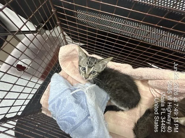 A baby small-sized male Domestic Short Hair cat named Larry for adoption in Ocala, FL