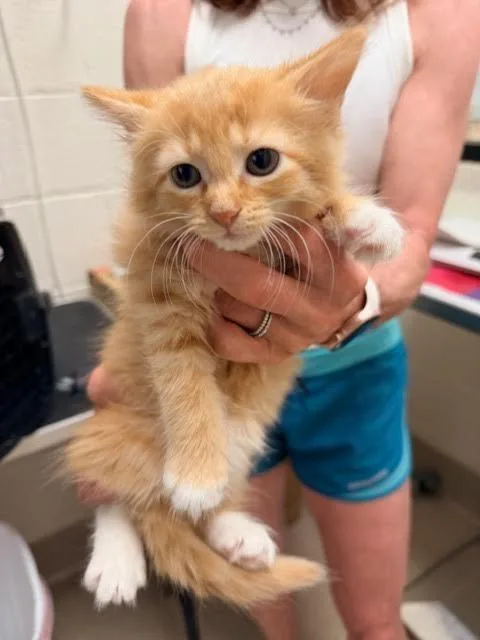 A baby medium-sized female Domestic Long Hair cat named Saffron for adoption in Madison, GA