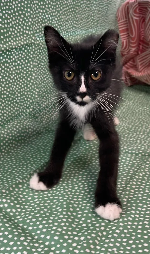 A baby small-sized male Black & White / Tuxedo Domestic Short Hair cat named Mr. Mustachio for adoption in Omaha, NE