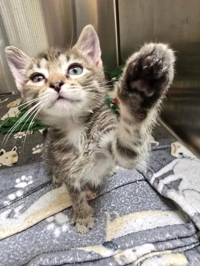 A baby small-sized male Domestic Short Hair cat named Hurricane for adoption in Cambridge, MD