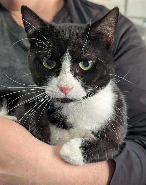 A young medium-sized male Domestic Short Hair cat named Spooky for adoption in Canfield, OH