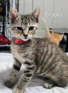 A baby small-sized male Tabby (Brown / Chocolate) Domestic Short Hair cat named Brooks for adoption in Ruskin, FL