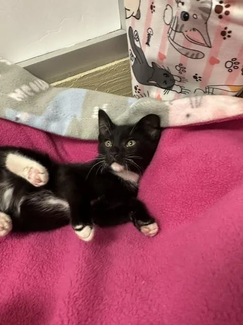A baby small-sized female Black & White / Tuxedo Domestic Short Hair cat named Juliet for adoption in Parlier, CA