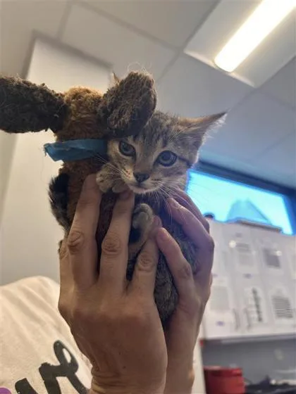 A baby small-sized female Domestic Short Hair cat named Libby for adoption in West Chester, PA