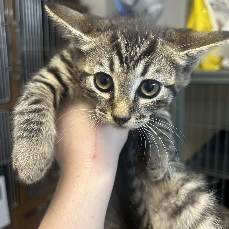A baby small-sized female Brown / Chocolate Domestic Short Hair cat named Edna for adoption in Point Richmond, CA
