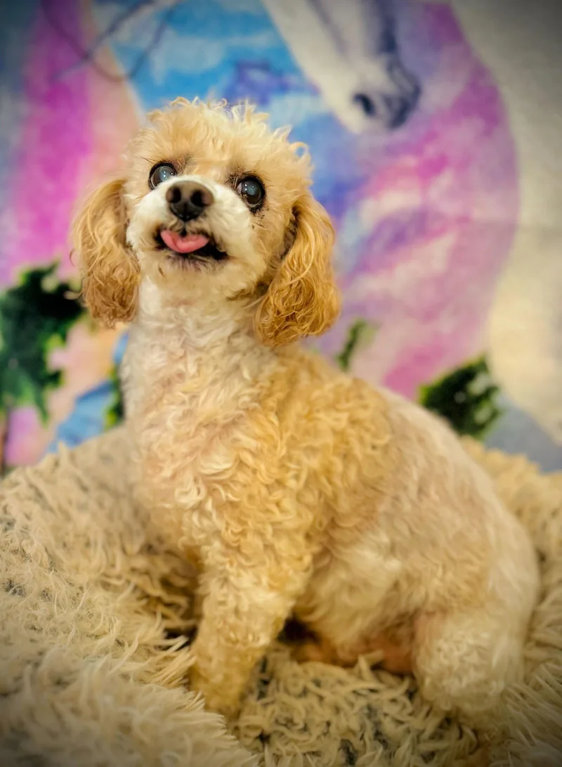 Peewee Russell Dec thumbnail 2