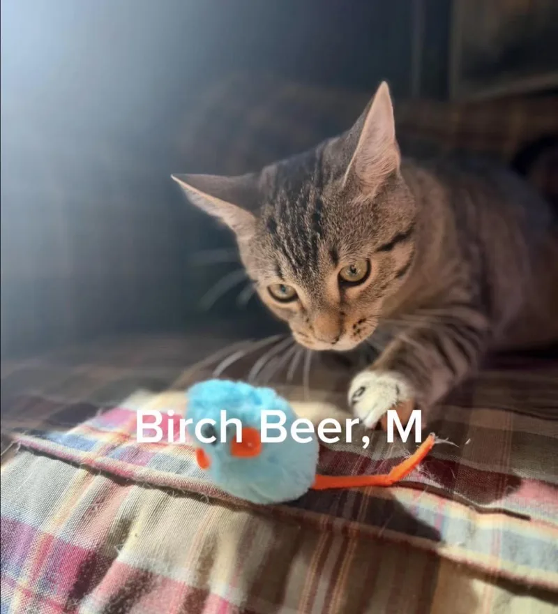 A baby small-sized male Tabby (Buff / Tan / Fawn) American Shorthair cat named Birch Beer for adoption in Shrewsbury, MA