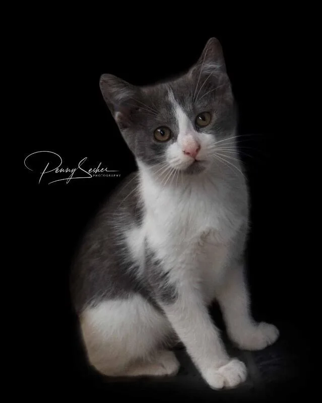 A baby medium-sized female White Domestic Short Hair cat named Gloria for adoption in Belton, MO