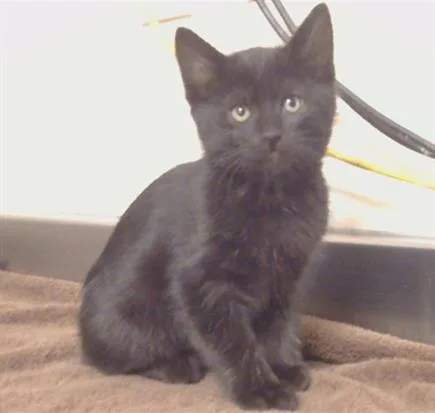 A baby small-sized female Domestic Short Hair cat named Meiko for adoption in Sacramento, CA