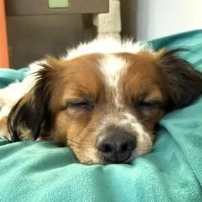 A young small-sized male Papillon dog named Kiwi for adoption in Palatine, IL