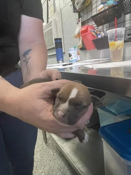 A baby small-sized male Pit Bull Terrier dog named Richard for adoption in Mobile, AL