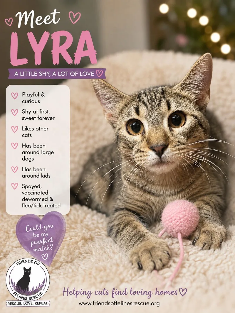 A baby small-sized female Domestic Short Hair cat named Lyra for adoption in Rio Linda, CA