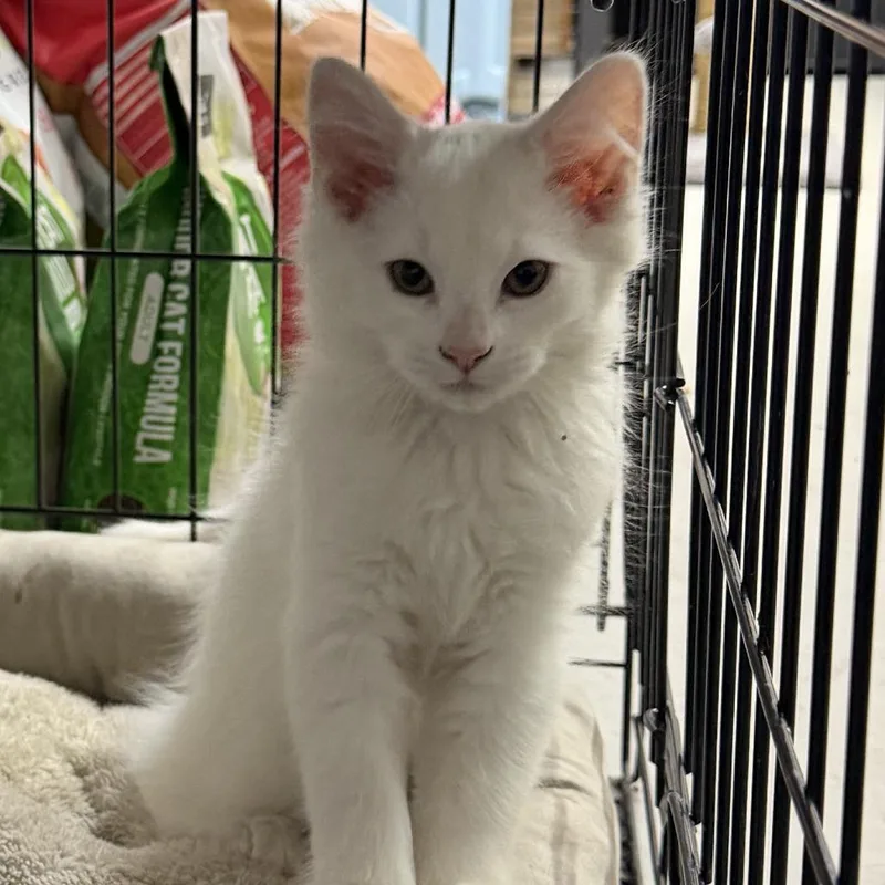 A baby small-sized male White Domestic Medium Hair cat named Marshmellow for adoption in Othello, WA