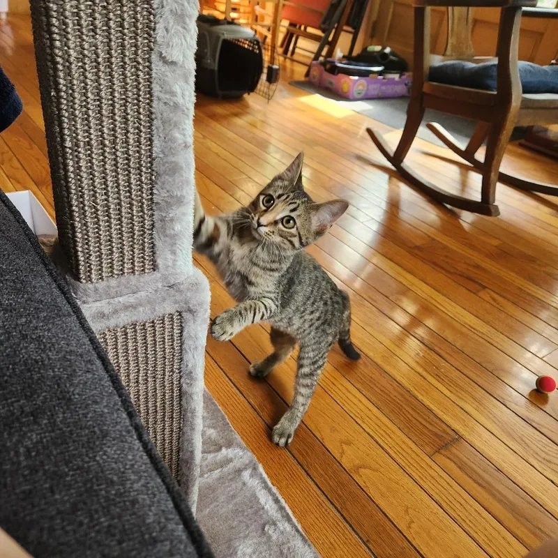 A baby small-sized female Torbie Domestic Short Hair cat named Blaze for adoption in Columbia, MO