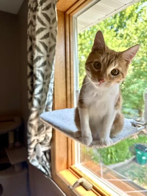 A young medium-sized female Domestic Short Hair cat named Lilly for adoption in Blaine, MN