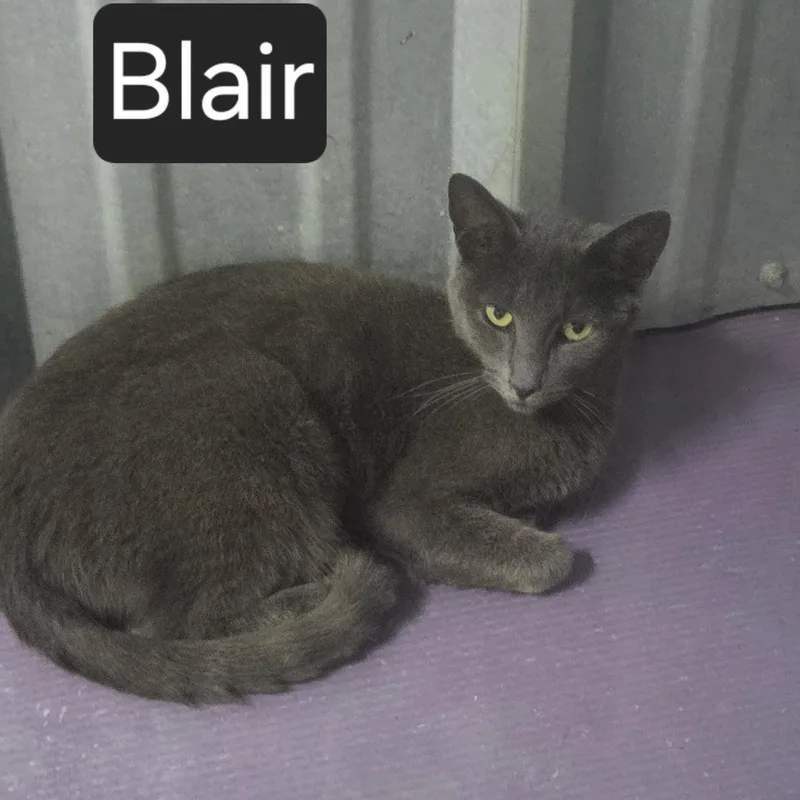 Blair