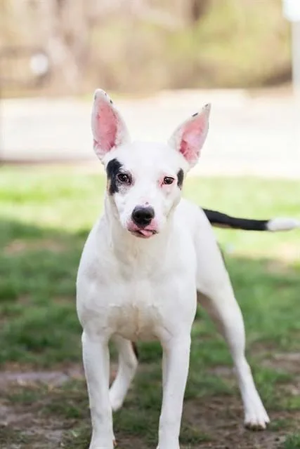 A young medium-sized female Terrier dog named Lyra for adoption in Belleville, IL