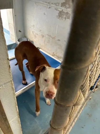 An adult medium-sized female Pit Bull Terrier dog named ASOOFF Spot for adoption in Gainesville, FL