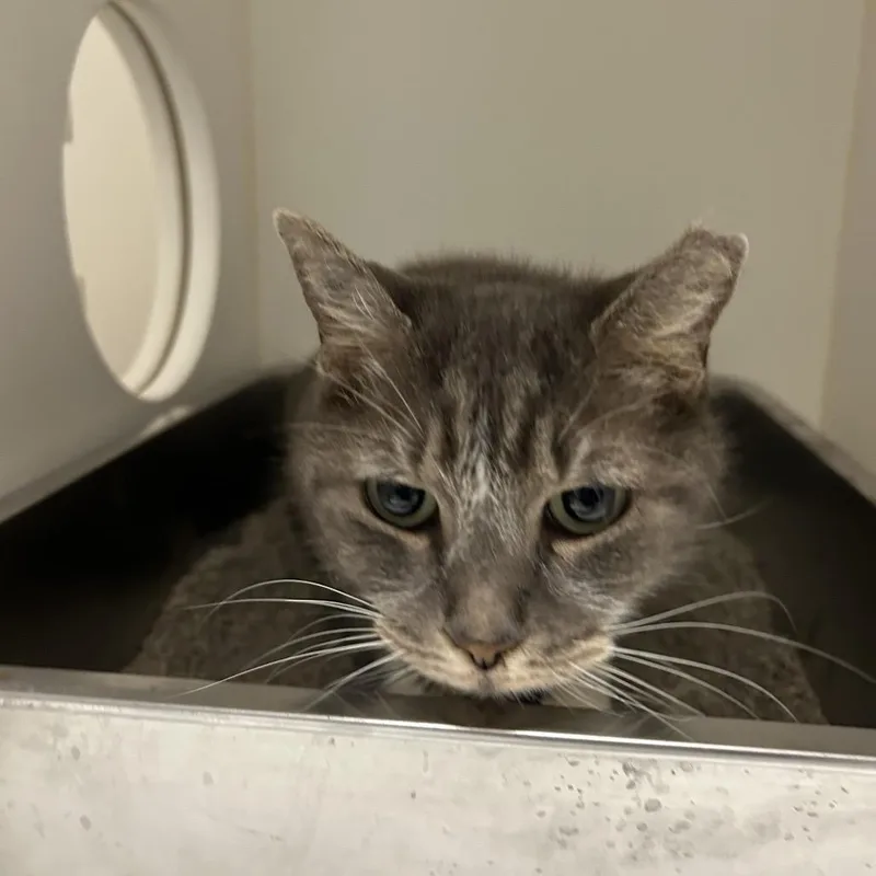 An adult small-sized female Gray / Blue / Silver American Shorthair cat named Emmy for adoption in Portland, TX