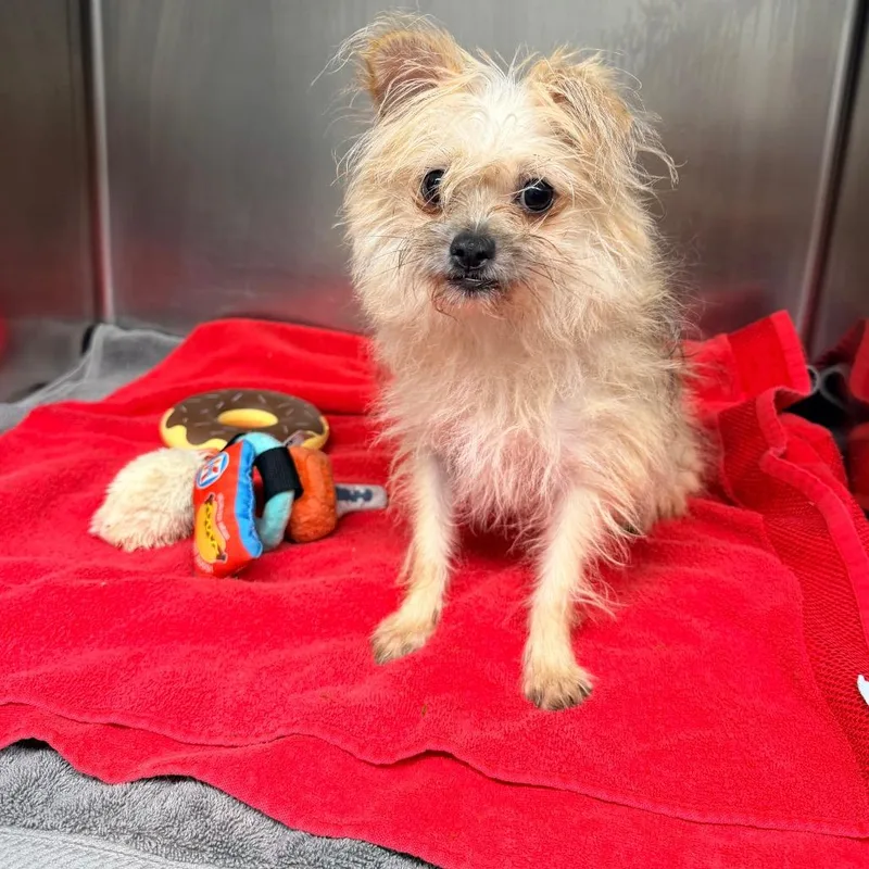 A baby small-sized female Yellow / Tan / Blond / Fawn Chihuahua dog named Laila for adoption in Newark, NJ