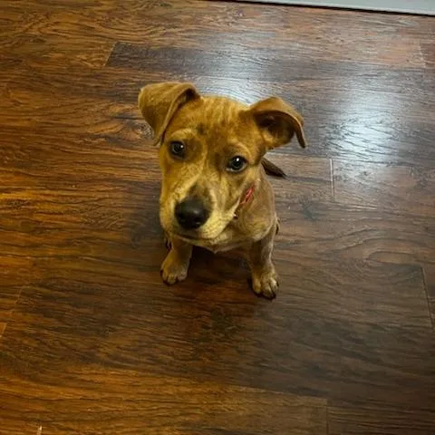 A baby small-sized female Yellow / Tan / Blond / Fawn Labrador Retriever dog named Princess Mia for adoption in Covington, GA