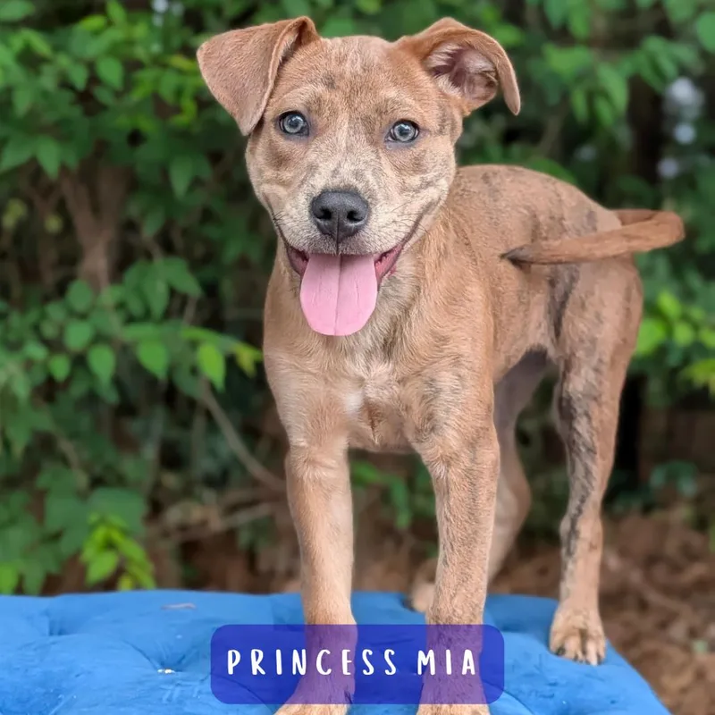 Princess Mia thumbnail 3