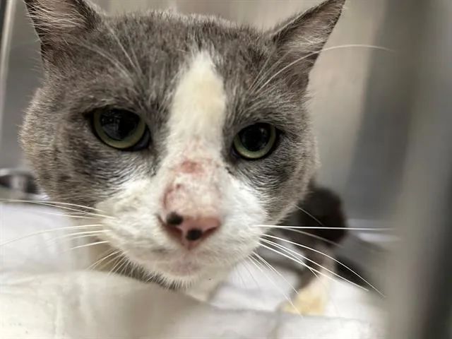 An adult medium-sized male Domestic Short Hair cat named Alvin for adoption in Pasadena, TX