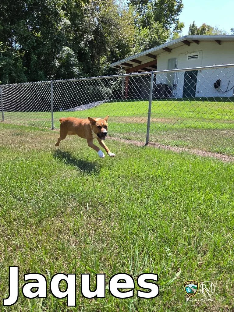 A young medium-sized male Shepherd dog named Jaques for adoption in Rocky Mount, NC
