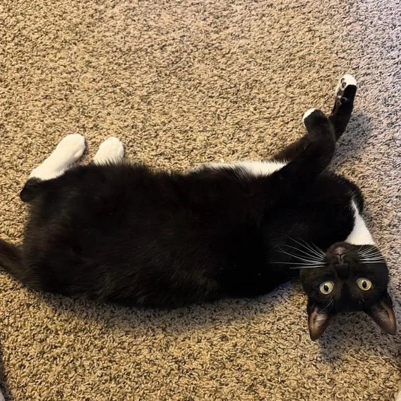 An adult small-sized female Black Domestic Medium Hair cat named Opal for adoption in Stagecoach, NV