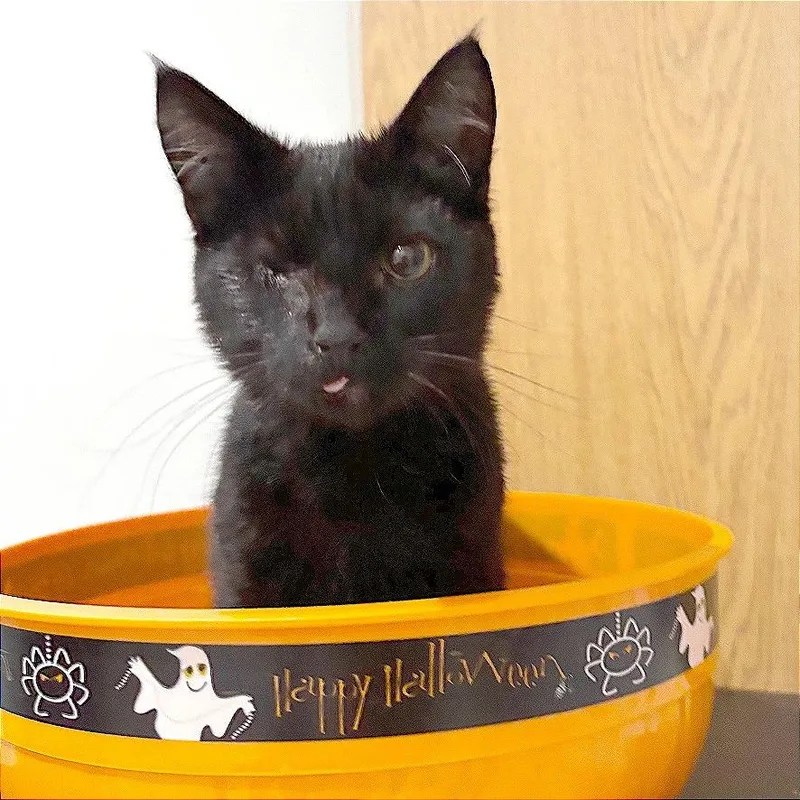 A baby small-sized female Black Domestic Short Hair cat named Charm for adoption in Wichita, KS
