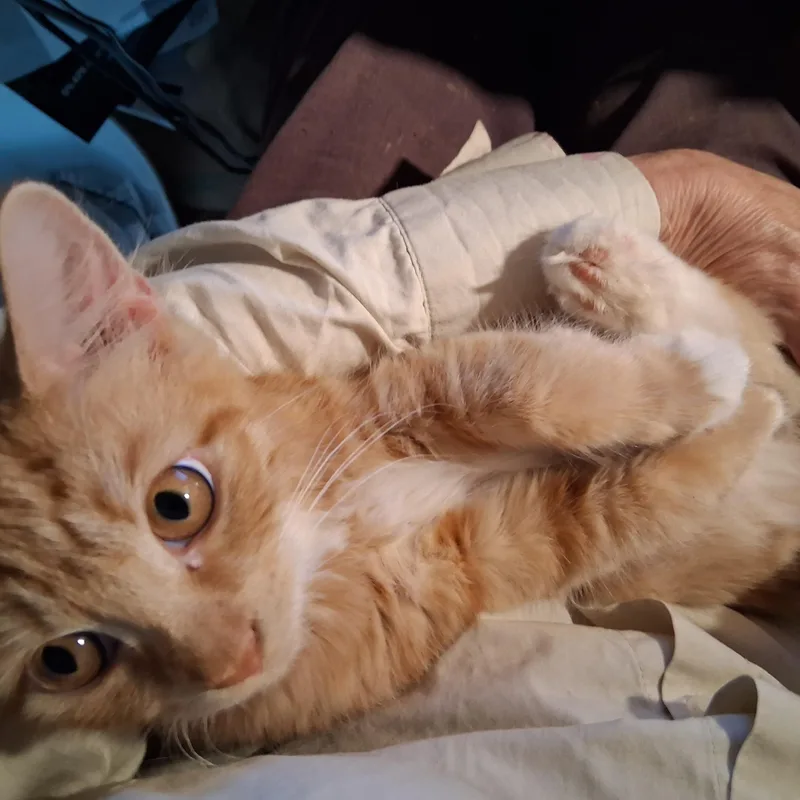 Juliette