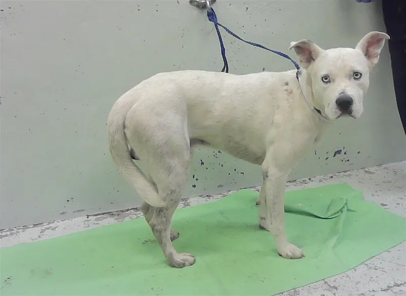 An adult large-sized male Staffordshire Bull Terrier dog named Blue Eyes for adoption in Houston, TX