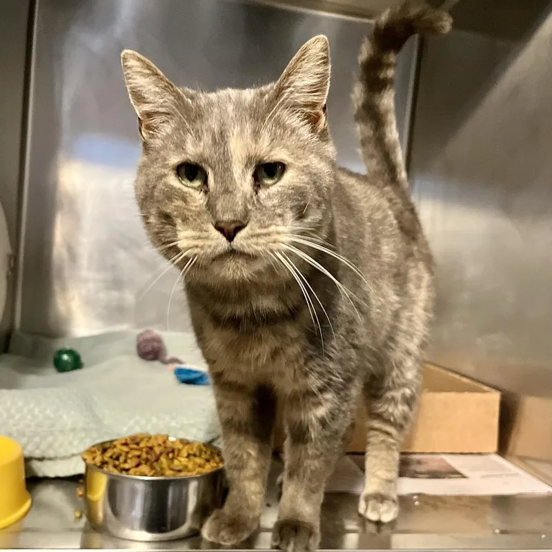 A senior medium-sized female Brown / Chocolate Domestic Short Hair cat named Twinkle T for adoption in Novelty, OH