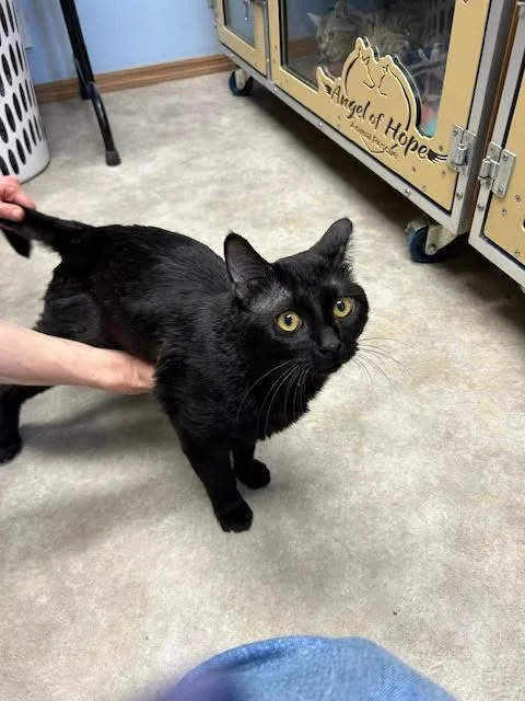 An adult medium-sized male Black Domestic Short Hair cat named Lord Buntington for adoption in Anoka, MN