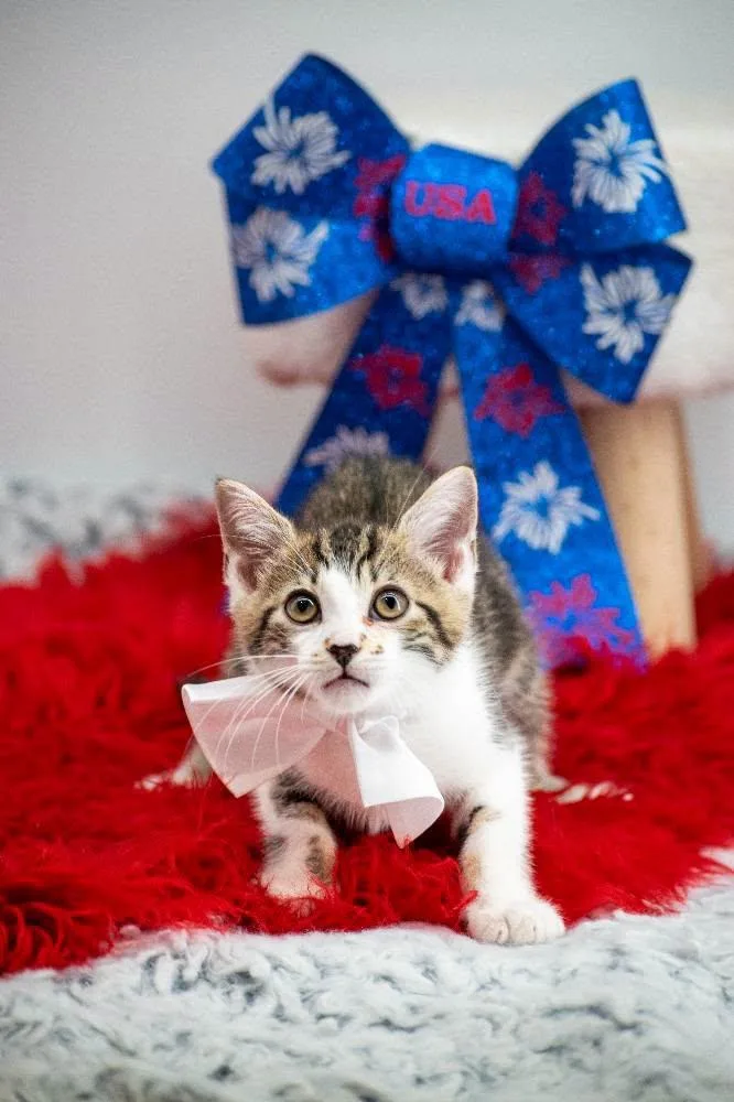 A baby small-sized male Tabby (Brown / Chocolate) Domestic Short Hair cat named John Adams for adoption in Sevierville, TN