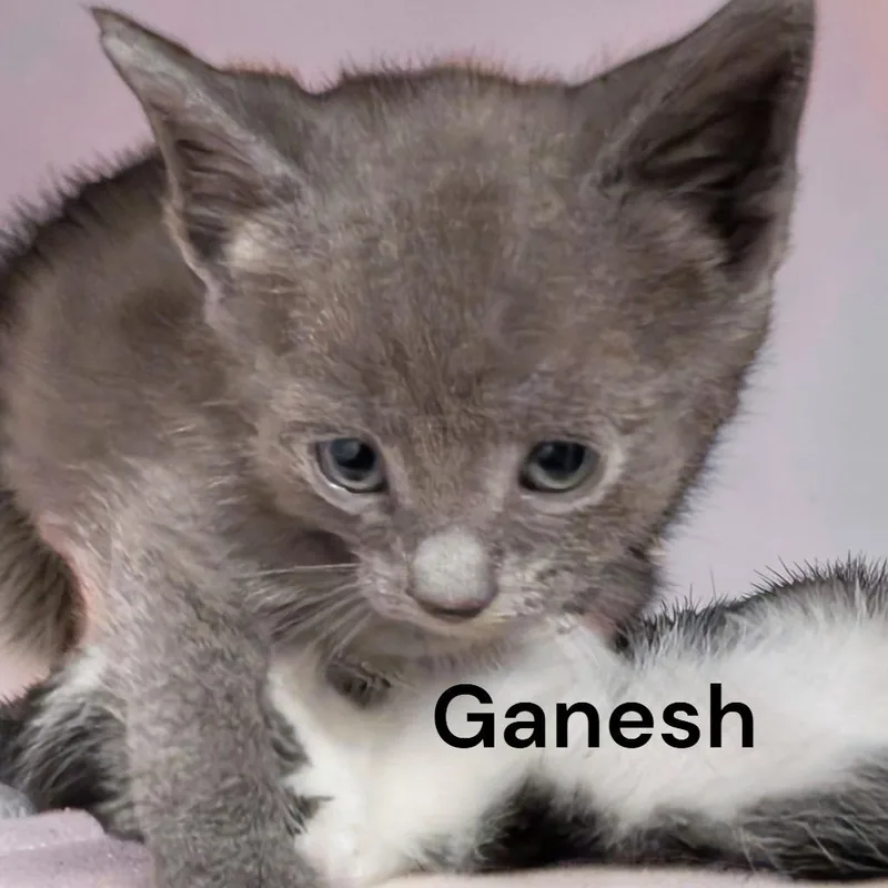 A baby medium-sized male Gray / Blue / Silver Domestic Short Hair cat named Ganesh for adoption in Weems, VA